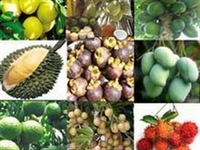 Tien Giang to host Vietnam Fruit Festival